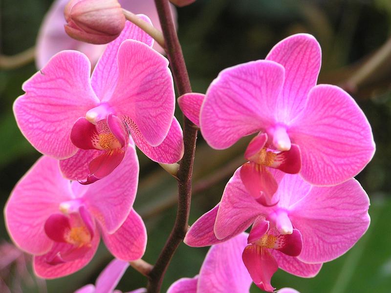 Orchidea.13.JPG - OLYMPUS DIGITAL CAMERA         